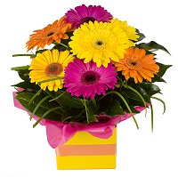 Florist Unley - Gerbera boxed arrangement